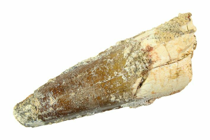 Fossil Spinosaurus Tooth - Real Dinosaur Tooth #353127